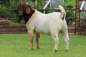 1X BOER GOAT FLOCK ON TEATS BUCK Rietkuil Boerbokstoet