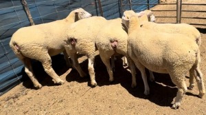 5X ILE DE FRANCE(2)PREGNANT COMMERCIAL EWE WALCON