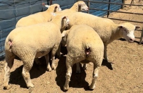 5X ILE DE FRANCE (1) PREGNANT COMMERCIAL EWE WALCON