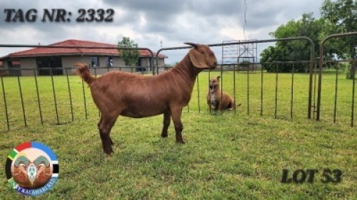 1X KALAHARI RED FLOCK 21-969 DOE JENNY KALAHARI RED