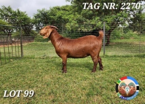 1X KALAHARI RED FLOCK 21-965 DOE JENNY KALAHARI RED