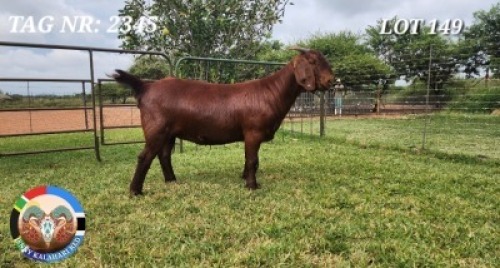 1X KALAHARI RED STUD 21-262 DOE JENNY KALAHARI RED