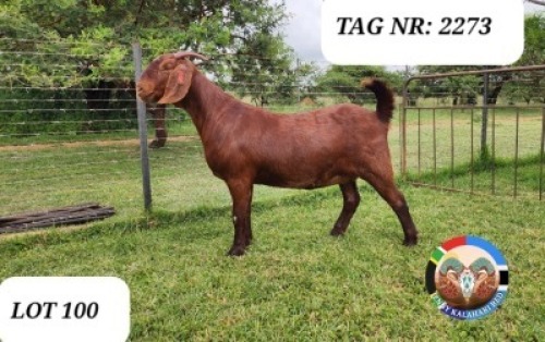 1X KALAHARI RED FLOCK 21-971 DOE JENNY KALAHARI RED