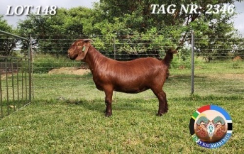 1X KALAHARI RED FLOCK 21-978 DOE JENNY KALAHARI RED