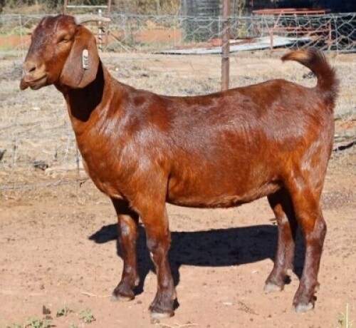 1X KALAHARI RED STUD 38-006 DOE NICMAR LANDGOED