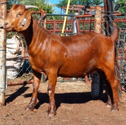 1X KALAHARI RED FLOCK 38-022 DOE NICMAR LANDGOED
