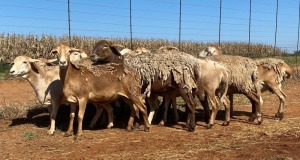 10X OOI/EWE WITH 2 LAMBS Bruin (Betaal per stuk om lot te neem)