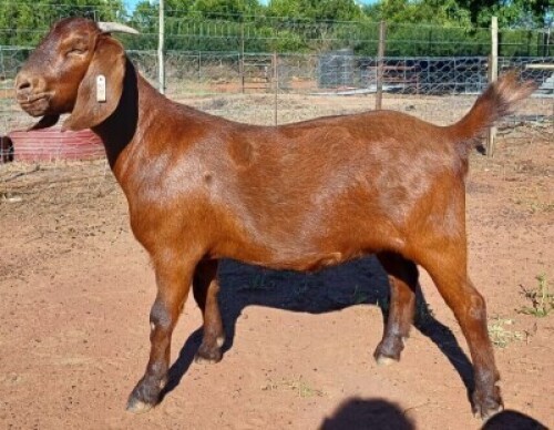 1X KALAHARI RED FLOCK 38-016 DOE NICMAR LANDGOED