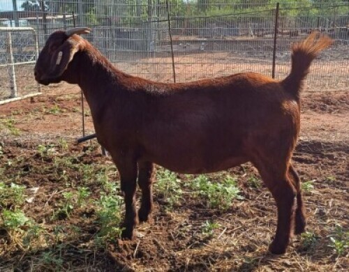 1X KALAHARI RED STUD 38-005 DOE NICMAR LANDGOED