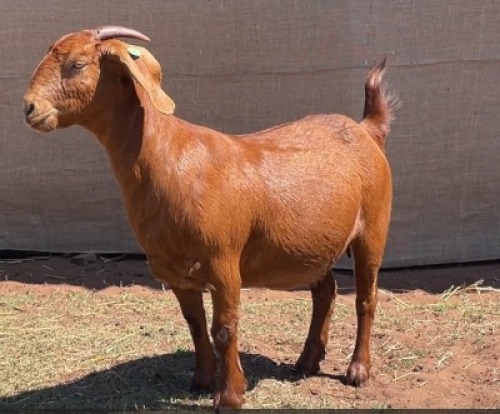 1X KALAHARI RED FLOCK 15-052 DOE RATELPOST KALAHARI REDS