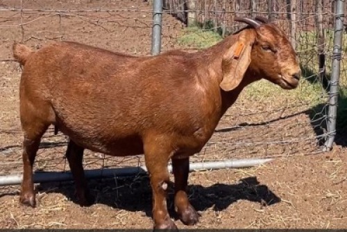 1X KALAHARI RED FLOCK 21-516 DOE RATELPOST KALAHARI REDS