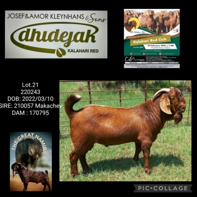 1X Kalahari Red FLOCK 21-963 BUCK DHIDEJAK KALAHARI RED