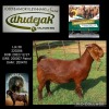 1X Kalahari Red STUD 21-094 EWE DHIDEJAK KALAHARI RED