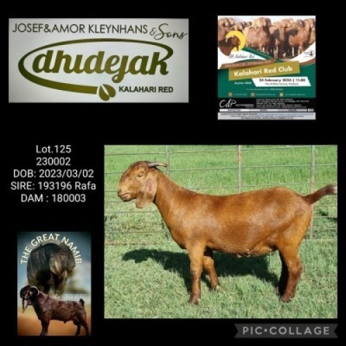 1X Kalahari Red FLOCK 21-510 EWE DHIDEJAK KALAHARI RED