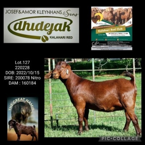 1X Kalahari Red STUD 21-082 EWE DHIDEJAK KALAHARI RED