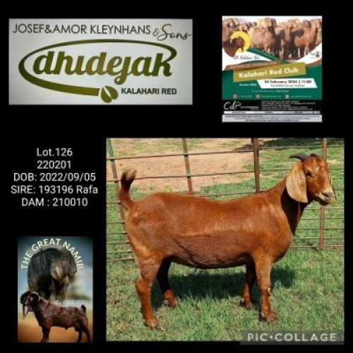 1X Kalahari Red PREGNANT FLOCK 21-514 EWE DHIDEJAK KALAHARI RED