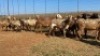 15X OOI/EWE Bruin ooie met lammers (Betaal per stuk om lot te neem) - 2