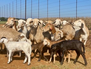 15X OOI/EWE Bont Bruin met lammers (Betaal per stuk om lot te neem)