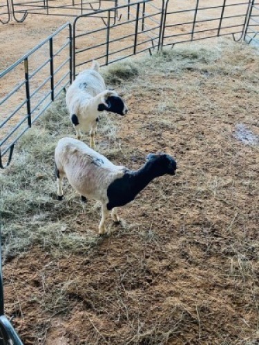 LOT 41&nbsp;- 2&nbsp;X&nbsp; (F)&nbsp; DORPER&nbsp; LANIE KRUGER&nbsp; (PER STUK OM LOT TE NEEM/PER PIECE TO TAKE THE LOT)