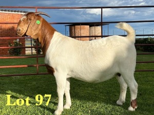 1X BOER GOAT FLOCK DOE Lukas Burger Boer Goats