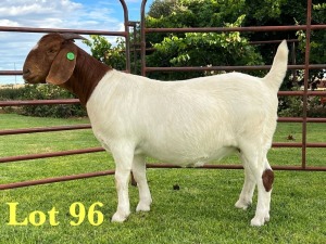 1X BOER GOAT FLOCK ON COLOUR DOE Lukas Burger Boer Goats