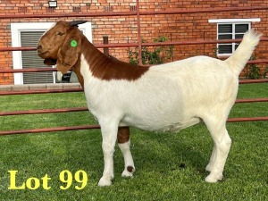 1X BOER GOAT FLOCK DOE Lukas Burger Boer Goats