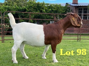 1X BOER GOAT FLOCK DOE Lukas Burger Boer Goats