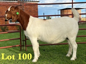 1X BOER GOAT FLOCK ON COLOUR DOE Lukas Burger Boer Goats