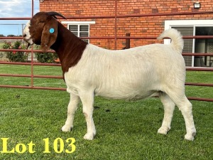 1X BOER GOAT STUD DOE Lukas Burger Boer Goats