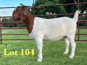 1X BOER GOAT STUD DOE Lukas Burger Boer Goats