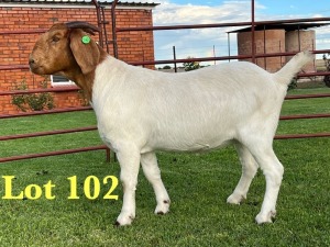 1X BOER GOAT FLOCK DOE Lukas Burger Boer Goats