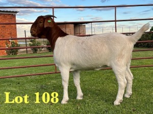 1X BOER GOAT FLOCK DOE Lukas Burger Boer Goats