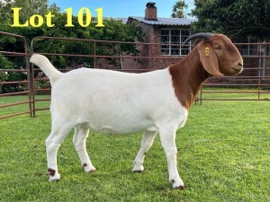 1X BOER GOAT FLOCK DOE Lukas Burger Boer Goats