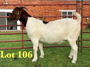 1X BOER GOAT FLOCK ON COLOUR DOE Lukas Burger Boer Goats