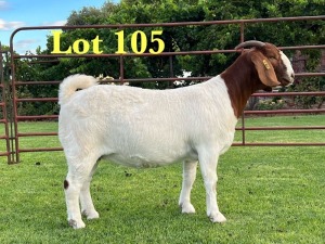 1X BOER GOAT STUD DOE Lukas Burger Boer Goats