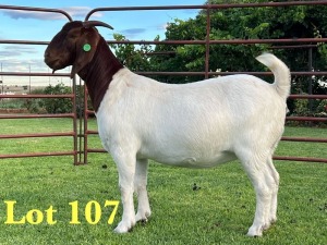 1X BOER GOAT FLOCK ON COLOUR DOE Lukas Burger Boer Goats