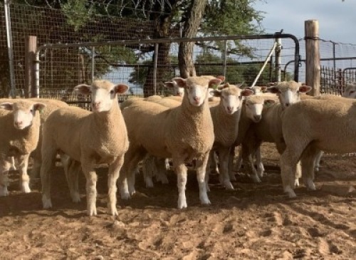 5X ILE DE FRANCE COMMERCIAL EWE G.W. VAN DER LINDE