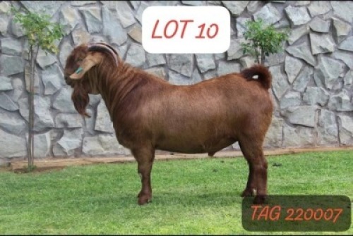 1X KALAHARI RED STUD 42/124 BUCK ANANA KALAHARI REDS(KR201)