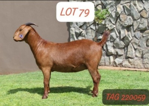 1X KALAHARI RED STUD 42-116 DOE ANANA KALAHARI REDS(KR201)