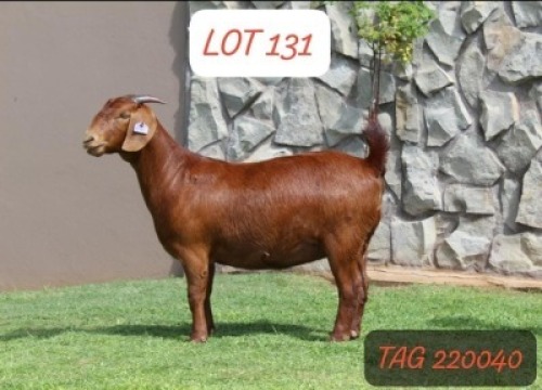 1X KALAHARI RED FLOCK 42-205 DOE ANANA KALAHARI REDS(KR201)