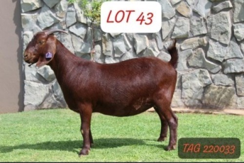 1X KALAHARI RED FLOCK DOE ANANA KALAHARI REDS(KR201)
