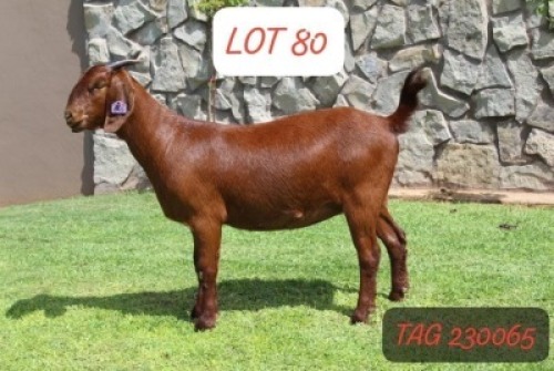 1X KALAHARI RED FLOCK 21-520 DOE ANANA KALAHARI REDS(KR201)
