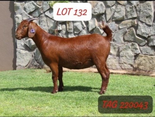 1X KALAHARI RED FLOCK 42-206 DOE ANANA KALAHARI REDS(KR201)