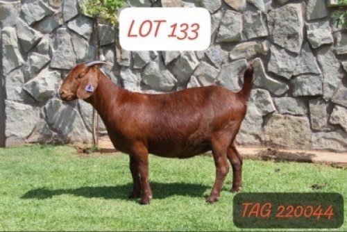 1X KALAHARI RED FLOCK 42-204 DOE ANANA KALAHARI REDS(KR201)