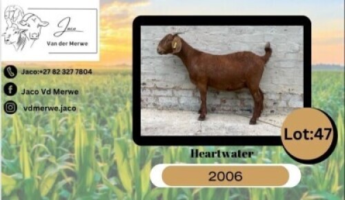 WITHDRAWN - 1X KALAHARI RED DOE JACO VAN DER MERWE