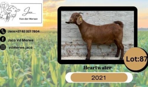 1X KALAHARI RED FLOCK 21-961 DOE JACO VAN DER MERWE