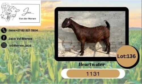 1X KALAHARI RED FLOCK 21-970 DOE JACO VAN DER MERWE