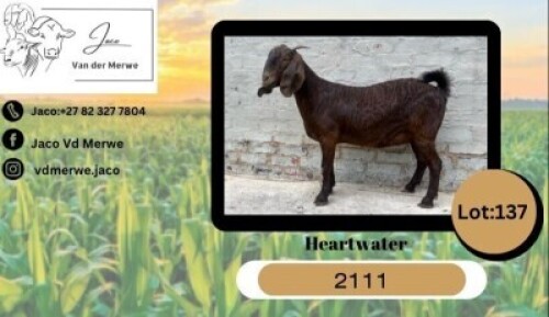 1X KALAHARI RED FLOCK 21-974 DOE JACO VAN DER MERWE