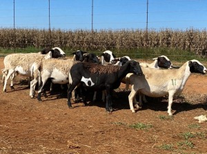 10X OOI/EWE WITH 2 LAMBS Wit & Swart (Betaal per stuk om lot te neem)