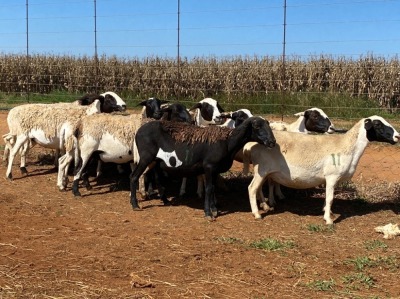 10X OOI/EWE WITH 2 LAMBS Wit & Swart (Betaal per stuk om lot te neem)